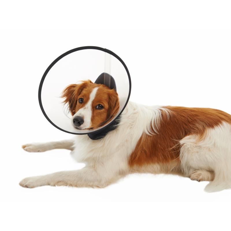 BUSTER Premium Dog Collar Provet NZ