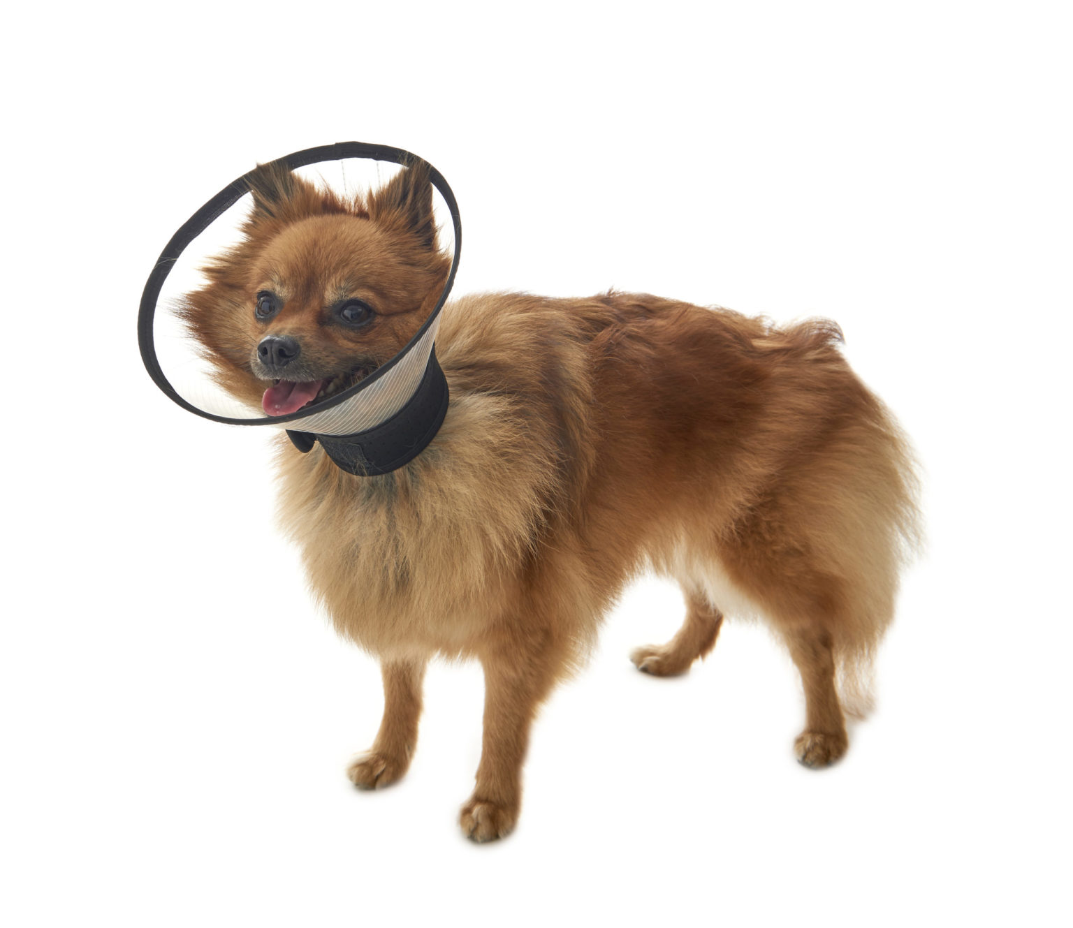 BUSTER Premium Dog Collar Provet NZ