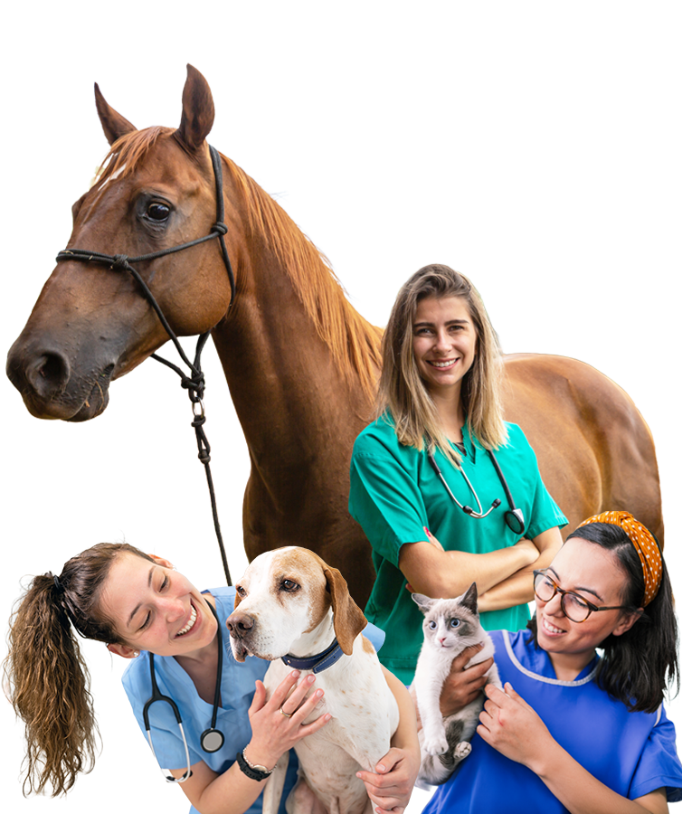 Provet Veterinary Nurse & Large Animal Technician Champion Awards 2026 1