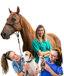 ANZ-2026-Vet-Nurse-AwardsWeb-Hero-Image-2026